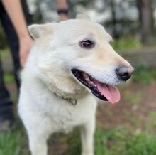 SNOWY, Hund, Spitz-Mix in Slowakische Republik - Bild 6