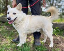 SNOWY, Hund, Spitz-Mix in Slowakische Republik - Bild 7