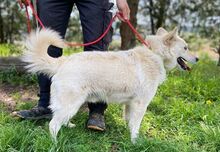SNOWY, Hund, Spitz-Mix in Slowakische Republik - Bild 8