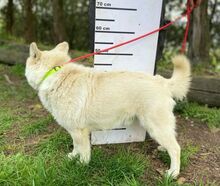 SNOWY, Hund, Spitz-Mix in Slowakische Republik - Bild 9