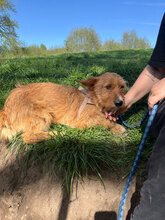 BUDDY, Hund, Mischlingshund in Rumänien - Bild 1