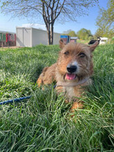 BUDDY, Hund, Mischlingshund in Rumänien - Bild 2