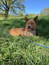 BUDDY, Hund, Mischlingshund in Rumänien - Bild 3
