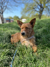 BUDDY, Hund, Mischlingshund in Rumänien - Bild 4
