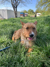 BUDDY, Hund, Mischlingshund in Rumänien - Bild 5