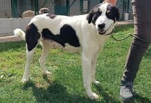 DIANA, Hund, Mischlingshund in Italien - Bild 3