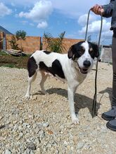 DIANA, Hund, Mischlingshund in Italien - Bild 4