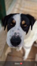 DIANA, Hund, Mischlingshund in Italien - Bild 5