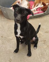 GUERRERO, Hund, Mischlingshund in Spanien