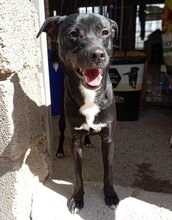 GUERRERO, Hund, Mischlingshund in Spanien - Bild 8