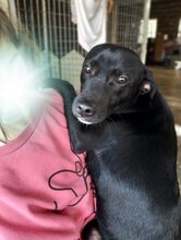 GUERRERO, Hund, Mischlingshund in Spanien - Bild 9