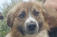 GIGI, Hund, Mischlingshund in Italien - Bild 1