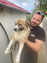 GIGI, Hund, Mischlingshund in Italien - Bild 2