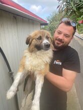 GIGI, Hund, Mischlingshund in Italien - Bild 3