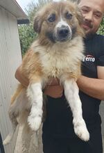 GIGI, Hund, Mischlingshund in Italien - Bild 4