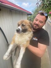 GIGI, Hund, Mischlingshund in Italien - Bild 5