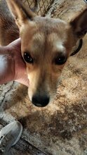 SOL, Hund, Mischling (Podenco) in Spanien