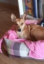 SOL, Hund, Podenco-Mix in Spanien - Bild 2