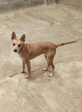 SOL, Hund, Podenco-Mix in Spanien - Bild 3