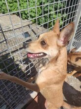 SOL, Hund, Podenco-Mix in Spanien - Bild 5