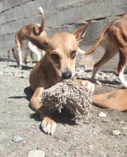SOL, Hund, Podenco-Mix in Spanien - Bild 7