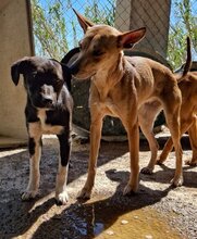 SOL, Hund, Podenco-Mix in Spanien - Bild 8