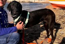 KRIZIA, Hund, Mischlingshund in Italien - Bild 1