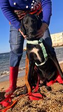 KRIZIA, Hund, Mischlingshund in Italien - Bild 3