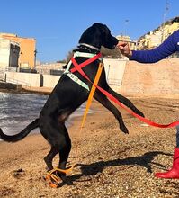 KRIZIA, Hund, Mischlingshund in Italien - Bild 4
