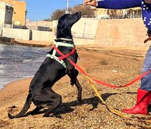KRIZIA, Hund, Mischlingshund in Italien - Bild 5