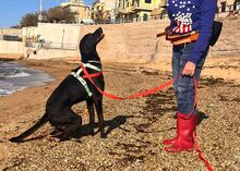 KRIZIA, Hund, Mischlingshund in Italien - Bild 6