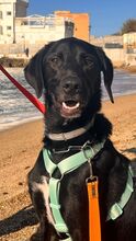 KRIZIA, Hund, Mischlingshund in Italien - Bild 7