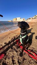 KRIZIA, Hund, Mischlingshund in Italien - Bild 8