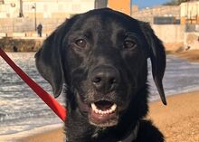 KRIZIA, Hund, Mischlingshund in Italien - Bild 9
