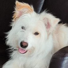 MALENA, Hund, Mischlingshund in Spanien - Bild 2