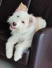 MALENA, Hund, Mischlingshund in Spanien - Bild 3