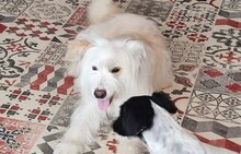 MALENA, Hund, Mischlingshund in Spanien - Bild 5
