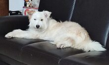 MALENA, Hund, Mischlingshund in Spanien - Bild 6