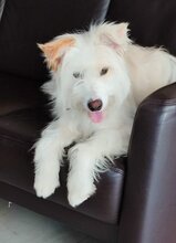 MALENA, Hund, Mischlingshund in Spanien - Bild 7