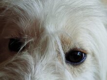 MALENA, Hund, Mischlingshund in Ludwigshafen