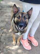 VALENTINA, Hund, Mischlingshund in Dortmund - Bild 1