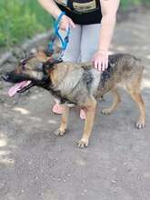 VALENTINA, Hund, Mischlingshund in Dortmund - Bild 2