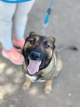 VALENTINA, Hund, Mischlingshund in Dortmund - Bild 4
