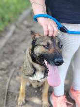 VALENTINA, Hund, Mischlingshund in Dortmund - Bild 5