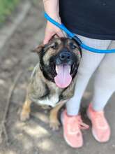 VALENTINA, Hund, Mischlingshund in Dortmund - Bild 6