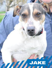 JAKE, Hund, Jack Russell Terrier-Mix in Bulgarien - Bild 1
