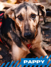 PAPPY, Hund, Mischlingshund in Bulgarien - Bild 1