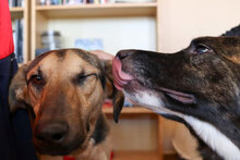 PAPPY, Hund, Mischlingshund in Bulgarien - Bild 2