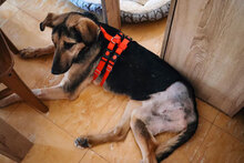 PAPPY, Hund, Mischlingshund in Bulgarien - Bild 3