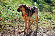 PAPPY, Hund, Mischlingshund in Bulgarien - Bild 5
